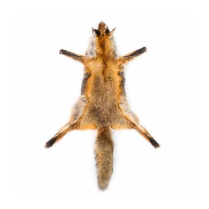 Red Fox Skin