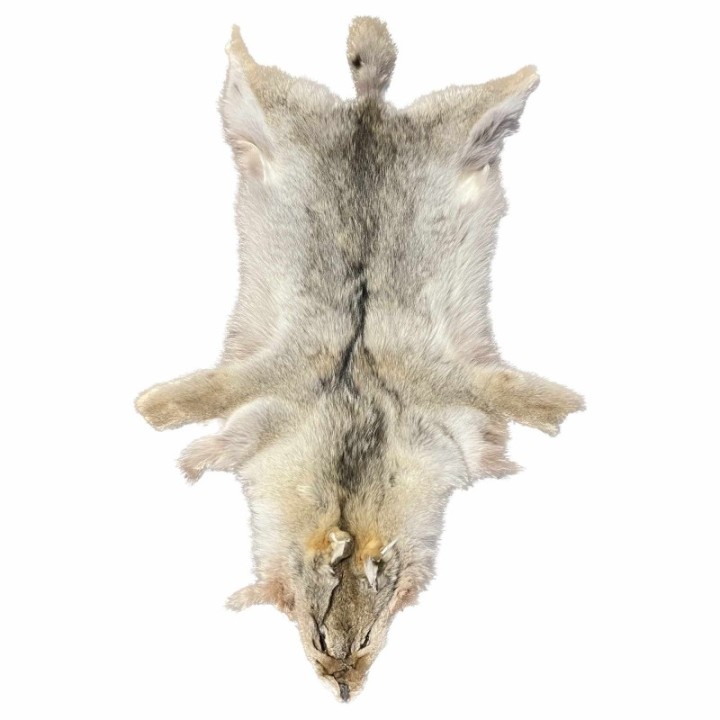 Coyote Skin