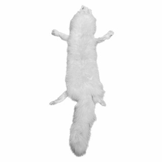 Peau de renard arctique