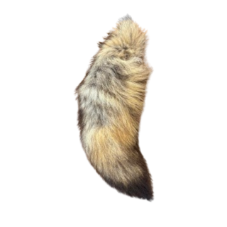 Coyote tail