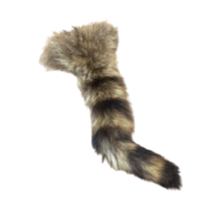 Raccoon tail