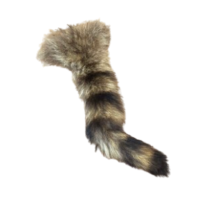 Raccoon tail