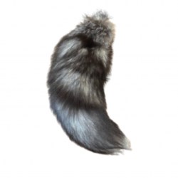Queue de renard silver
