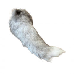 Queue de renard bluefrost