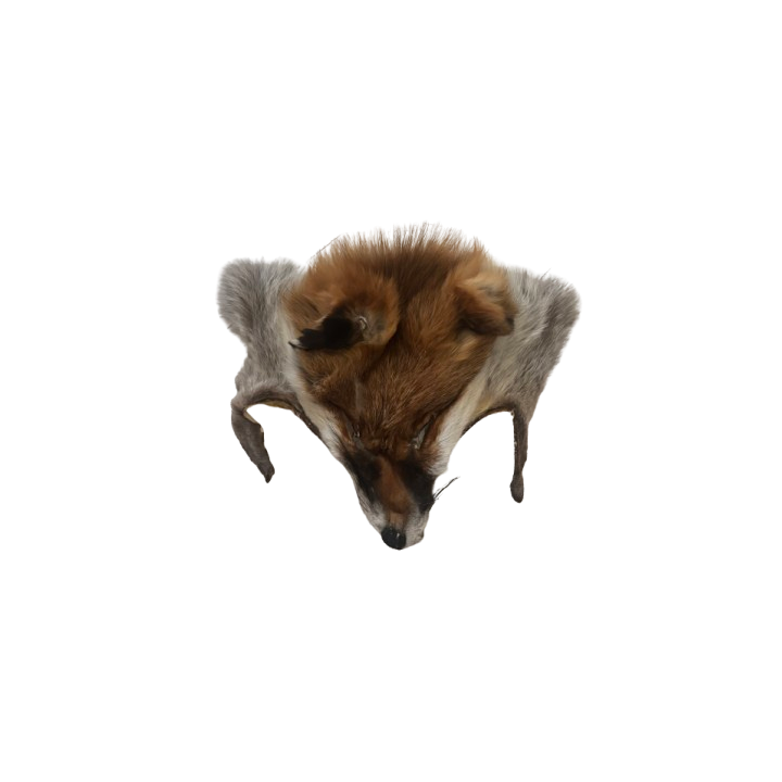 Fox head