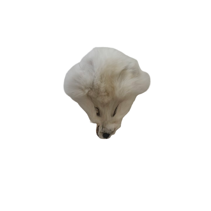 White fox head
