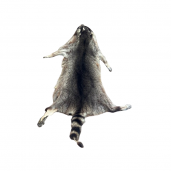 Racoon skin