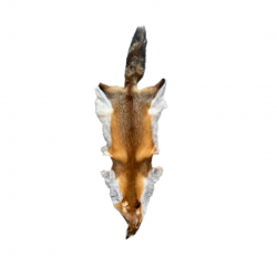 Peau de renard roux -...