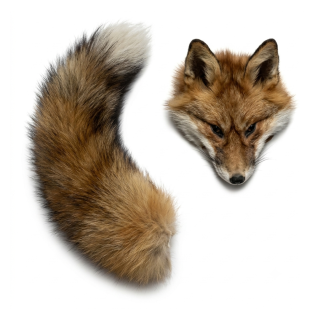 Queue de renard